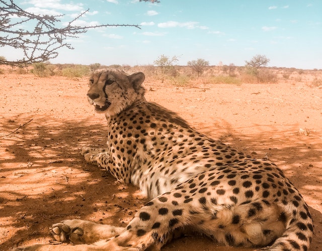 Our Shared Home: Unraveling the Human Impact on Biodiversity